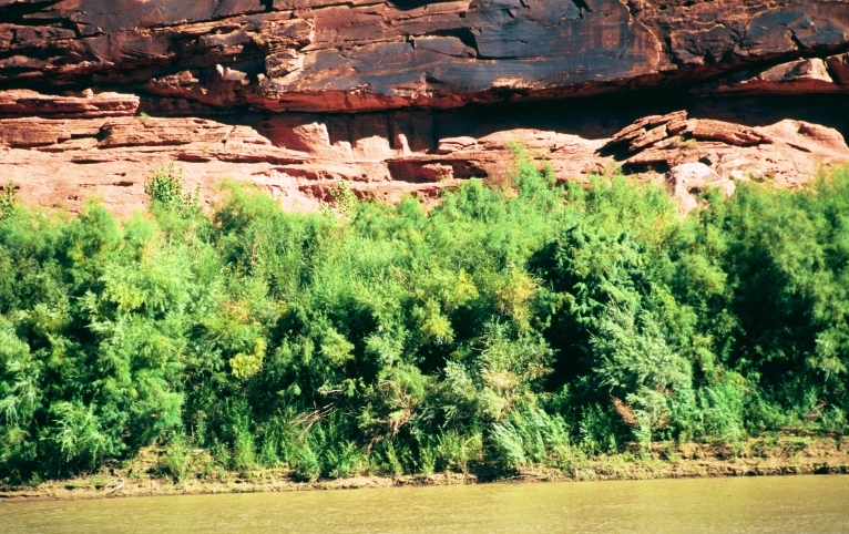 Riverbank covered in mature tamarisk trees, red rock behind