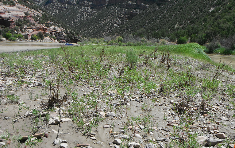 River sandbar with small rocks and short willows