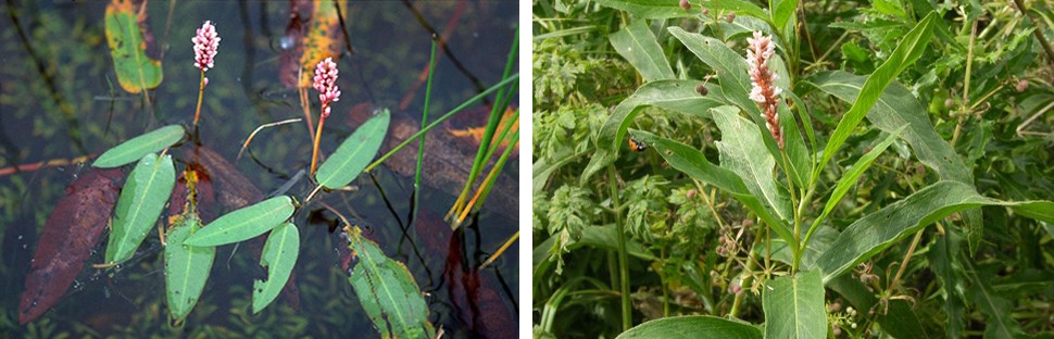 Photo 1: Two plants with pink blossoms grow from water. Photo 2: Plant with pink blossoms grows among other terrestrial plants.