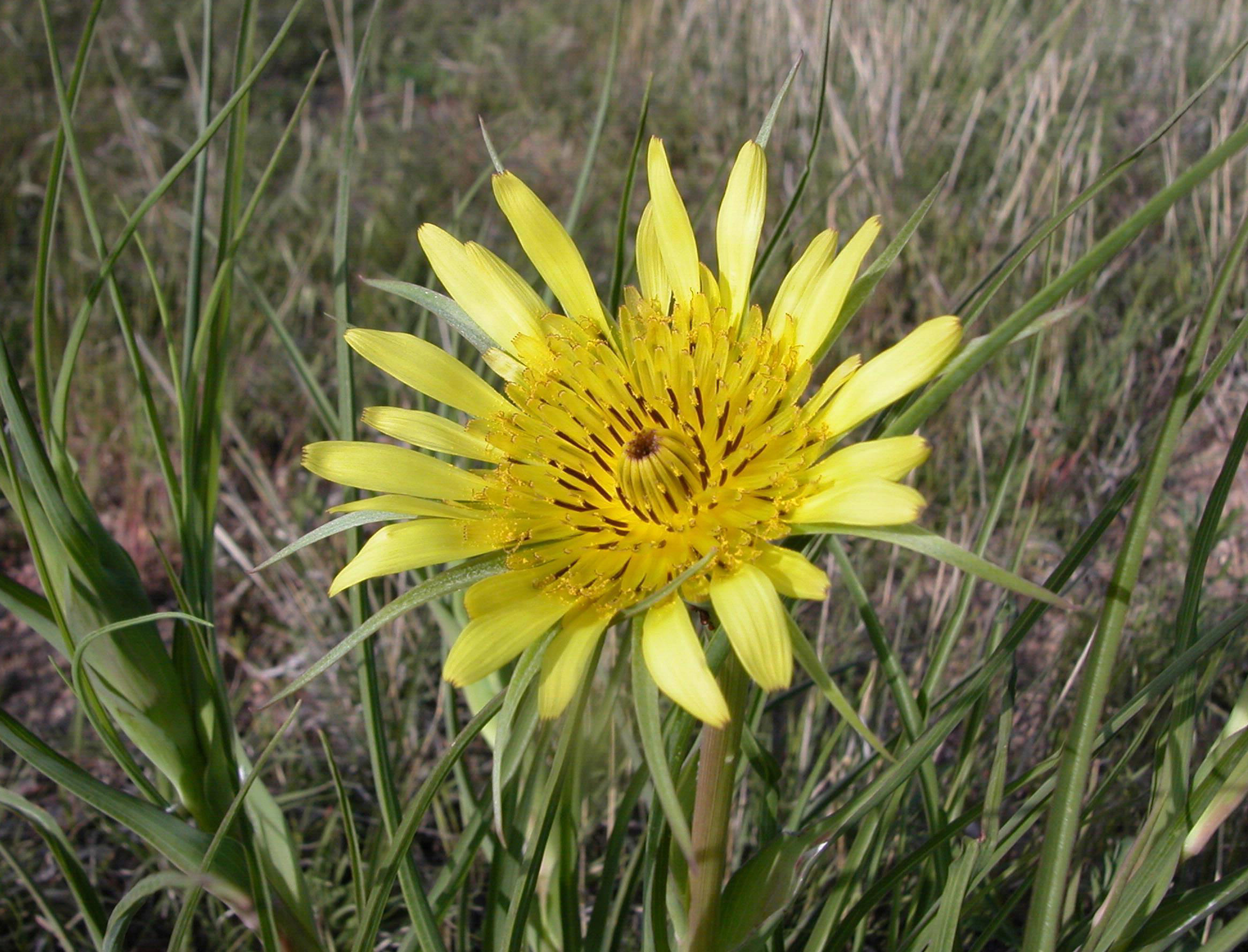 yellow salsify