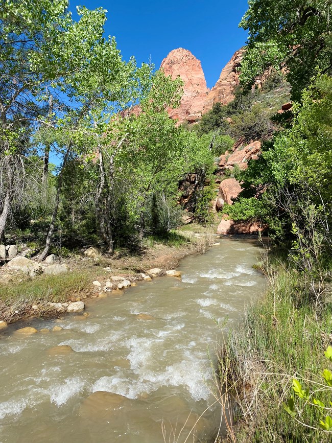 La Verkin Creek, Zion National Park, Utah A creek flows toward red rock formations on a sunny summer day in the intermountain west.