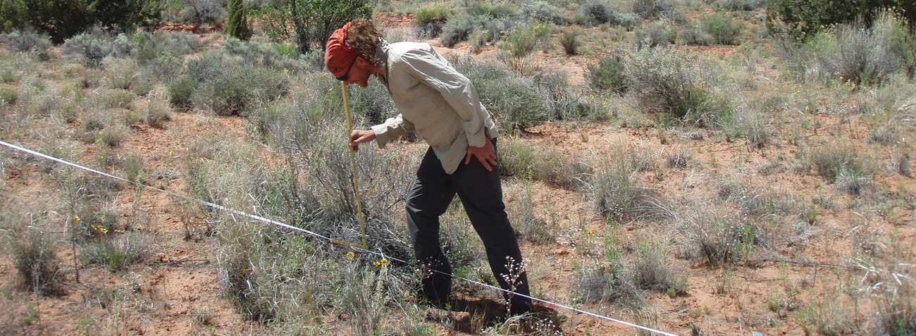 Field crew member monitoring a vegetation transect Field crew member monitoring a vegetation transect