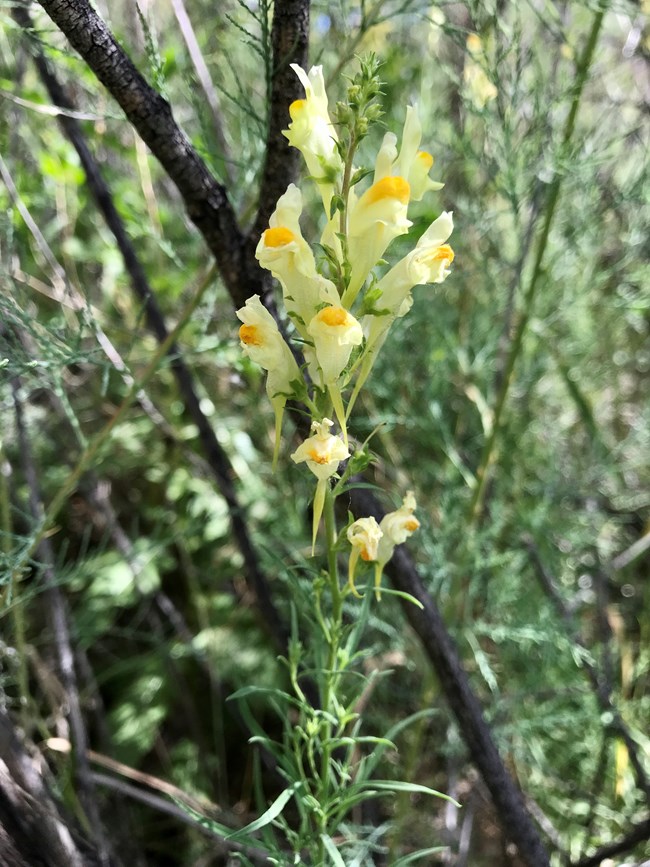 Invasive plants like butter-and-eggs threaten native flora and complicate land management across the monument. Yellow flowers of butter-and-eggs (Linaria vulgaris) blooming among thin green stems