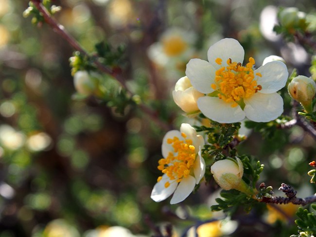 Large white, broad-petaled flower with yellow center