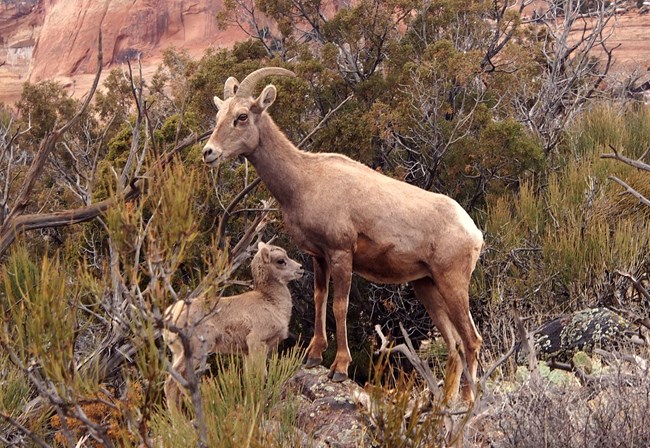 A desert bighorn ewe stands alert beside her lamb, sheltered in the rugged shrubland of Colorado National Monument. Desert bighorn ewe and lamb among shrubs in Colorado National Monument