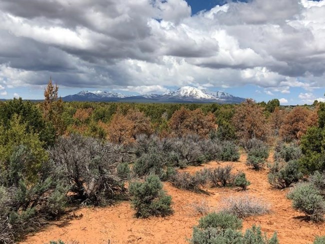 Blue sky and mountains in background. A line of brown-orange juniper bushes stands amid other, greener shrubs and trees.