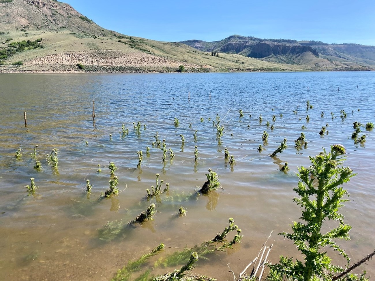 A flooded area at Blue Mesa Reservoir with musk thistle Figure 4. A flooded area at Blue Mesa Reservoir with musk thistle (Carduus nutans) emerging from the water following the 2023 runoff.