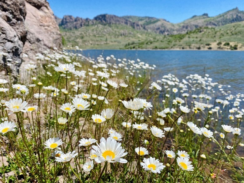 oxeye daisies Cover photo: Oxeye daisies partially along the shoreline of Blue Mesa Reservoir in Curecanti National Recreation Area, with rugged mountains in the background. Image credit: NPS / Amy Washuta