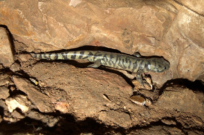 a black salamander with many yellowish blotches