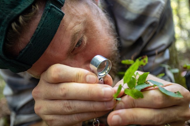 A biologist holds a magnifying glass close to a small plant and looks at it closely with one eye.
