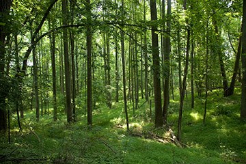 A lush green forest.