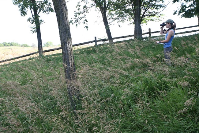 A woman looks through binoculars while standing waist deep in shaded grass