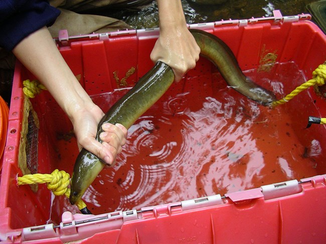 Two hands grasp a 2-foot long eel over a red plastic container