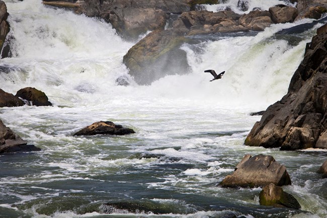 A bird flies over the Great Falls at Chesapeake and Ohio Canal.