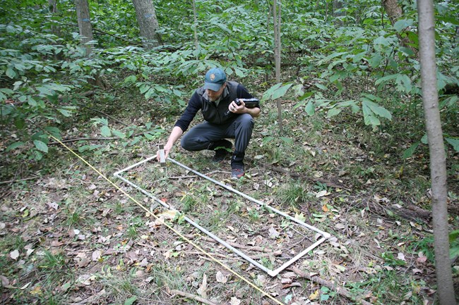 In the woods, a man crouches to examine small plants.