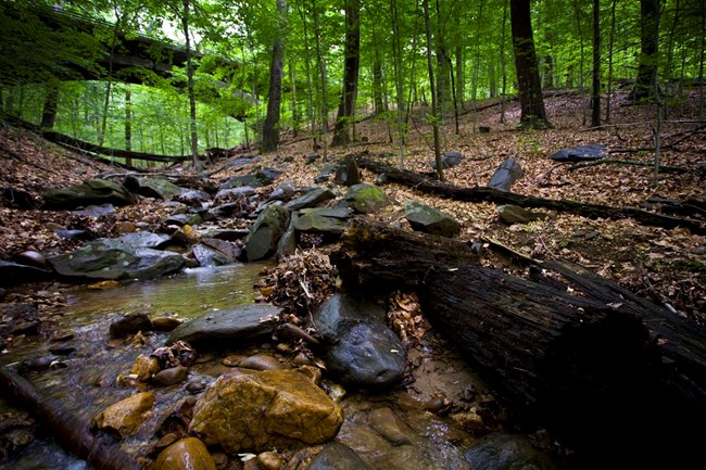 Creek flowing through forest, with a bridge high above