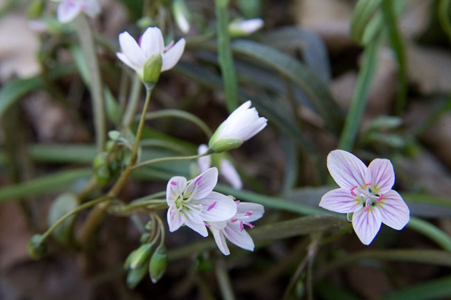 A cluster of tiny pink wildflowers from above.