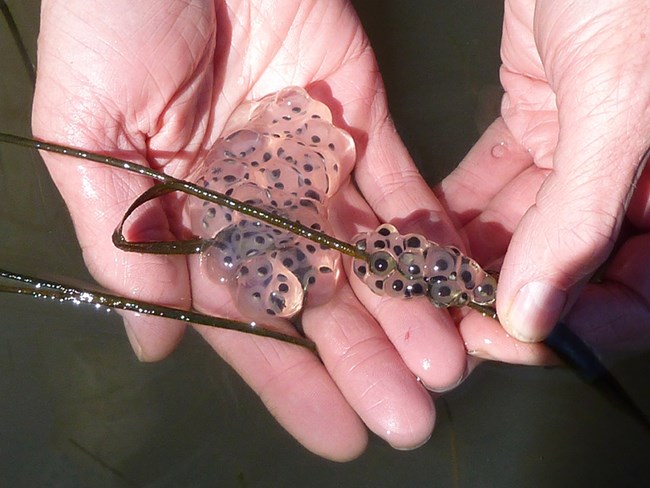 Hands cradle a gelatinous mass of salamander eggs attached to a slim reed.