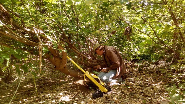 A man kneels under a leaning cluster of young trees to apply a forestry paint.