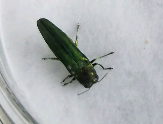 Emerald Ash Borer beetle A shiny green oblong beetle