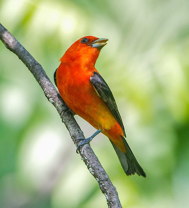 A scarlet tanager perches on a branch.