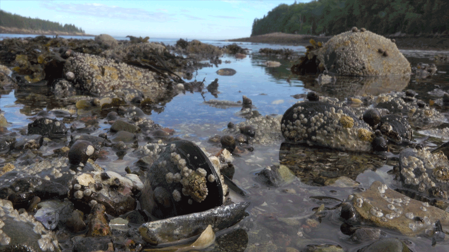 Acadia's rocky intertidal zone has many life forms in it.