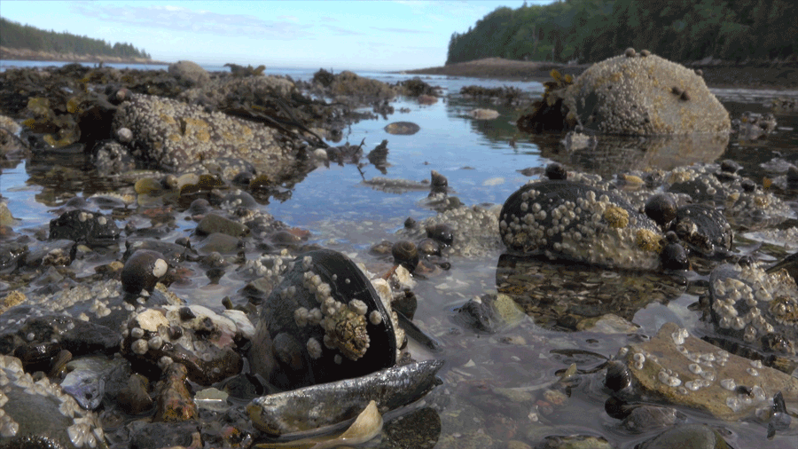Acadia---Rocky-Intertidal Acadia's rocky intertidal zone has many life forms in it.