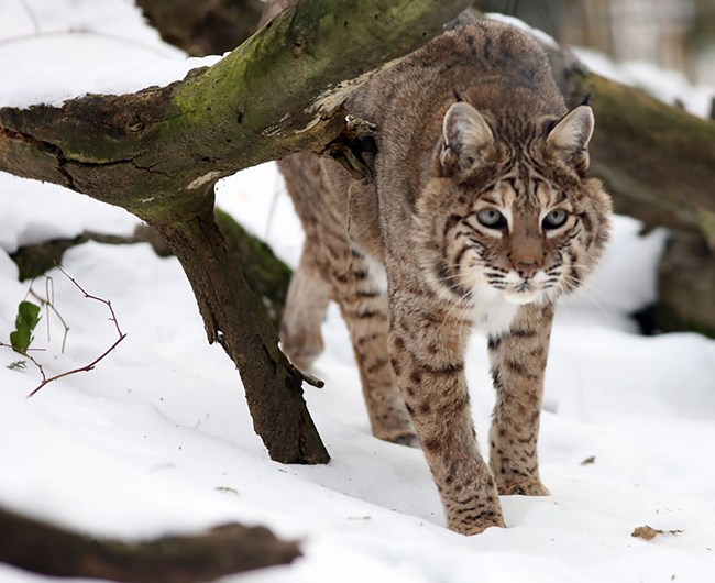 Bobcat A Bobcat walks in the snow