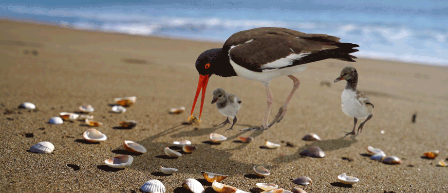 An American Oystercatcher with 2 chicks forages on a beach with waves gently rolling in the background
