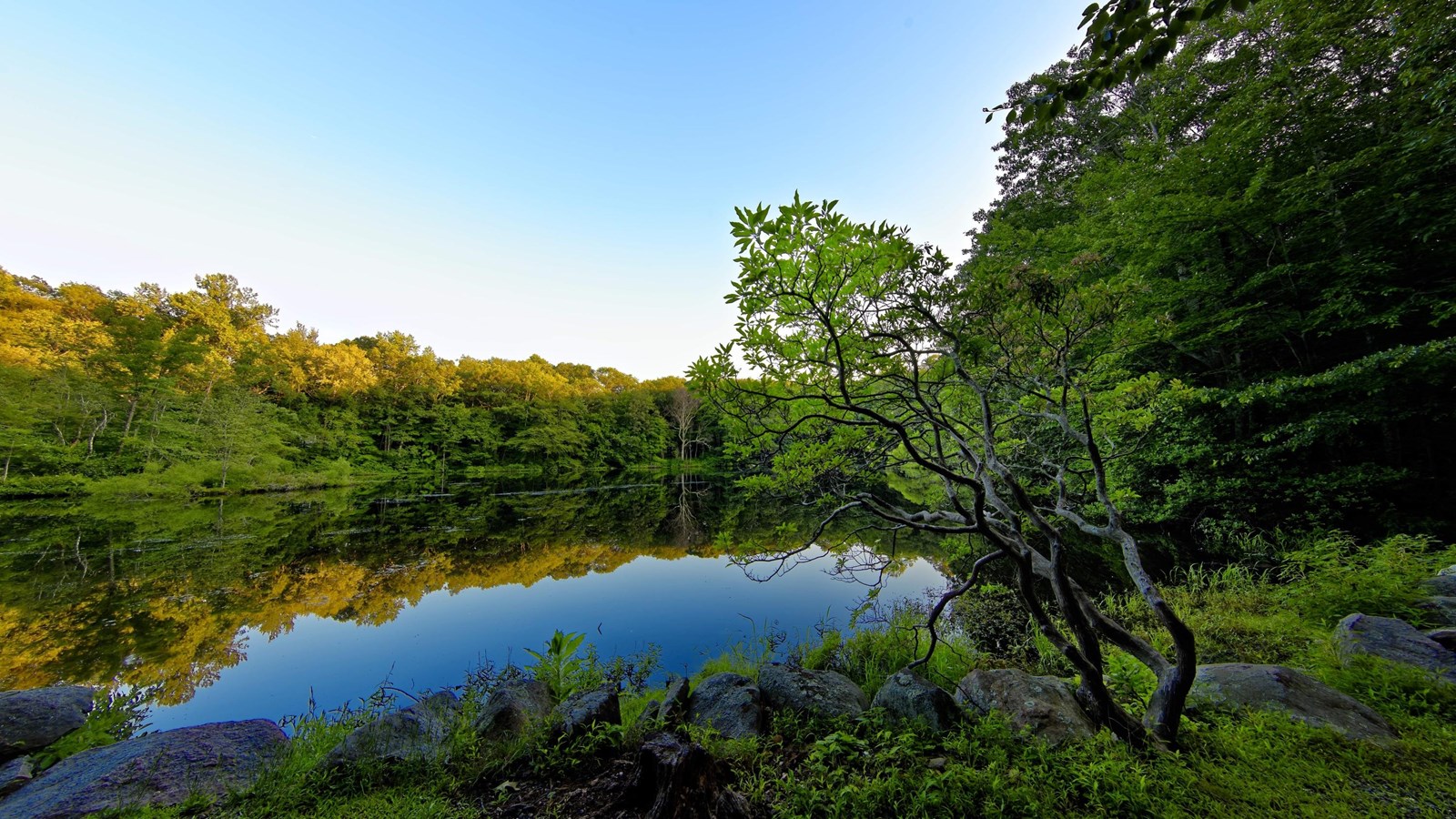 a calm pond on asummer eveing with trees reflected on its surface.