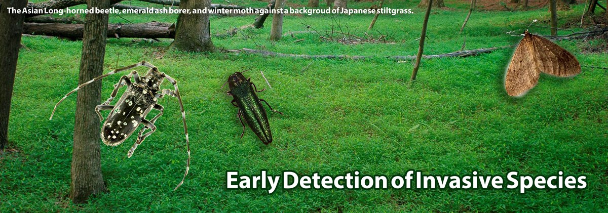 An Asian Long-horned beetle, emerald ash borer, and winter moth hover over a background of Japanese stilt grass. An Asian Long-horned beetle, emerald ash borer, and winter moth hover over a background of Japanese stilt grass.