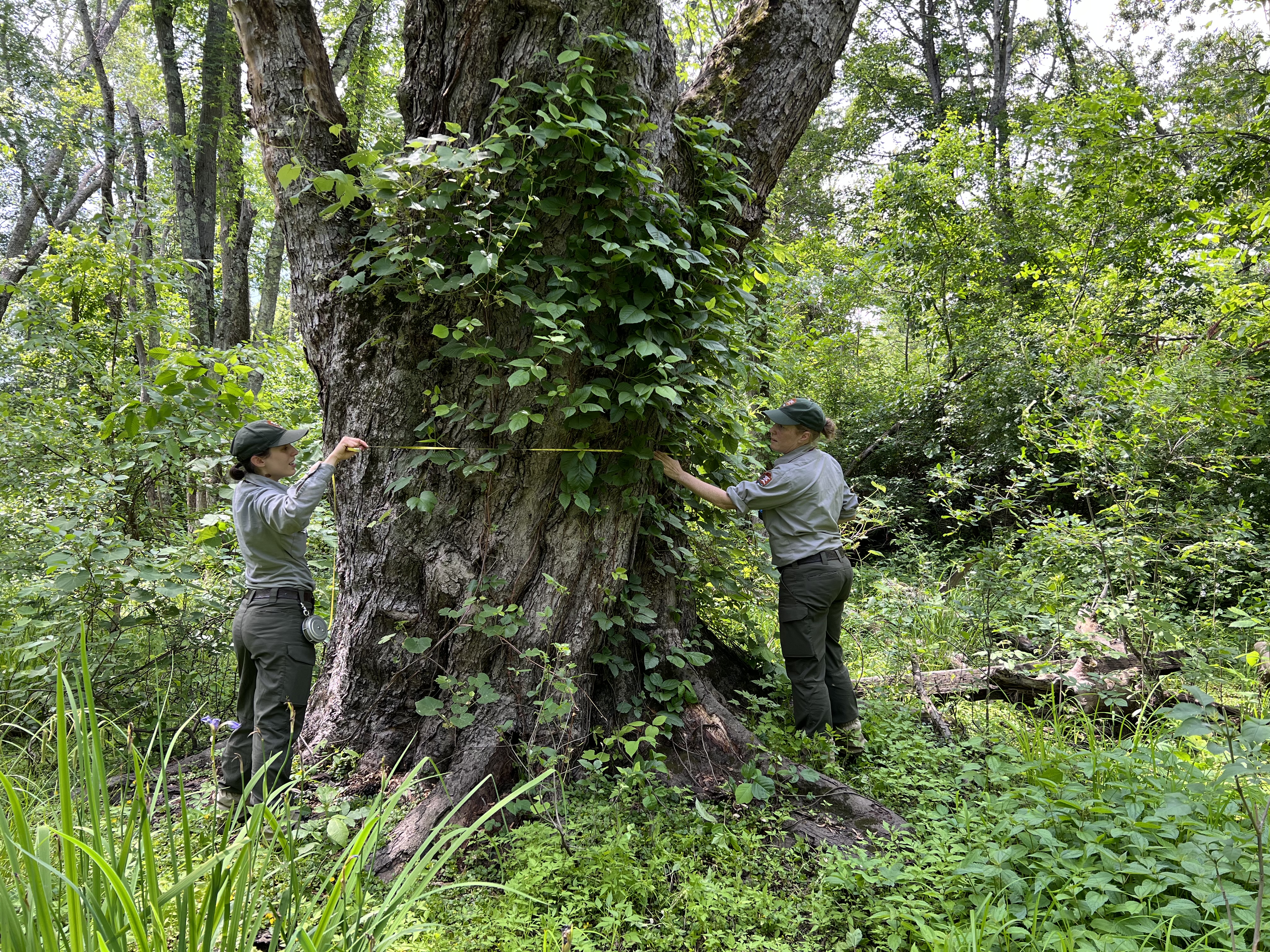 Two NPS techs wrap a tape measure around the base of a large tree