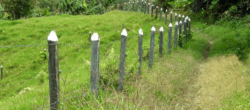 Grasses sway in the breeze along a trail marked by white-topped fence posts.