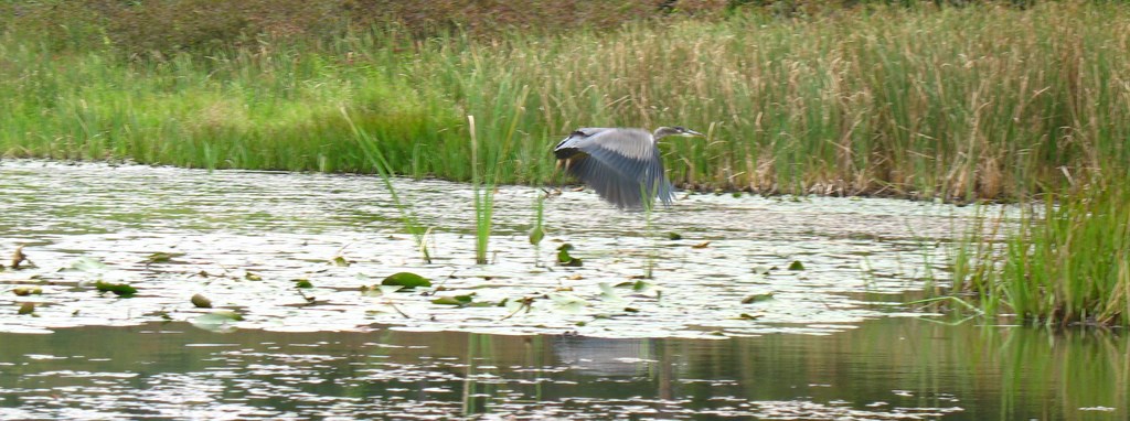 A Great Blue Heron takes off from Saint-Gaudens Blow-me-down Pond.