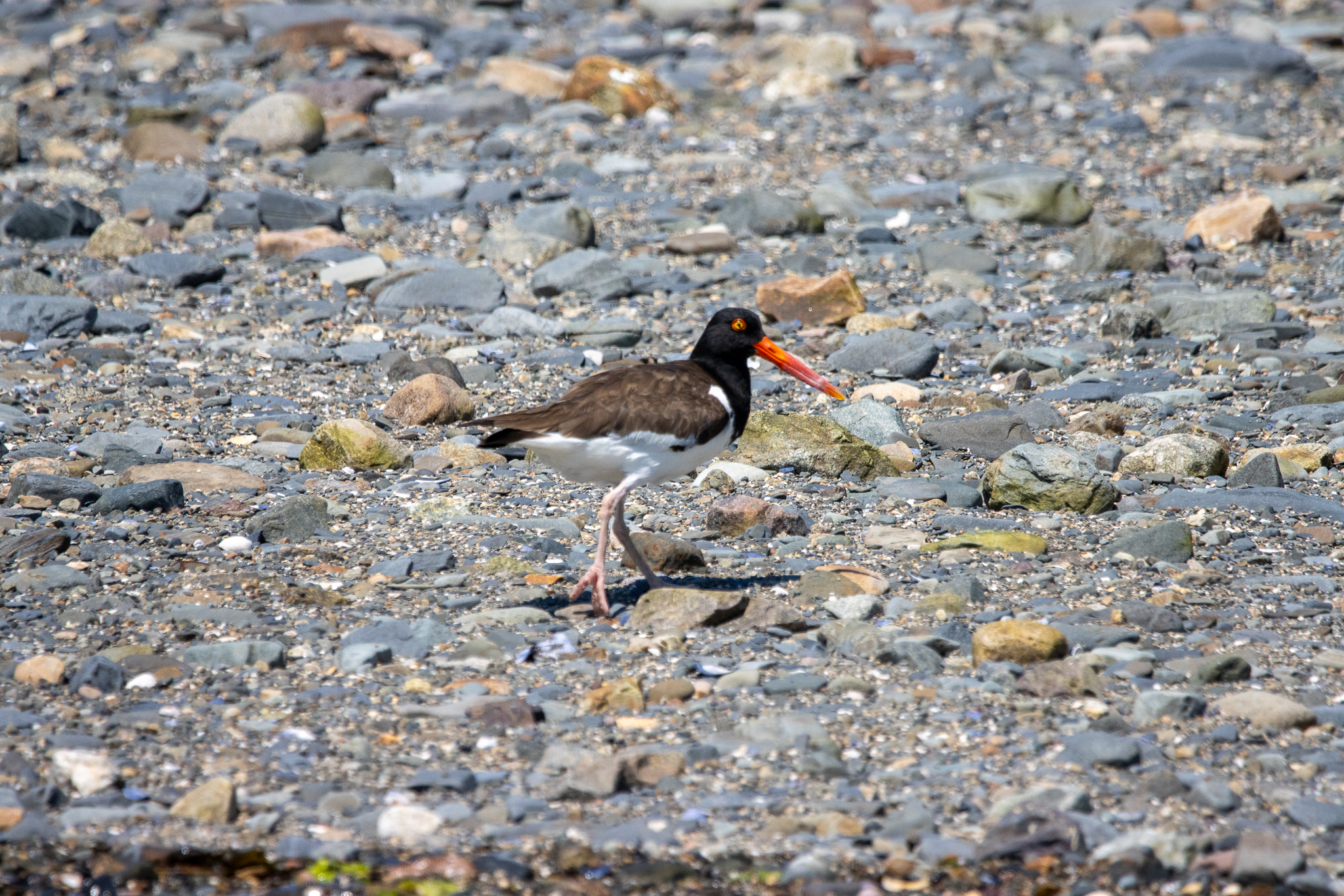 American Oystercatcher on a rocky beach