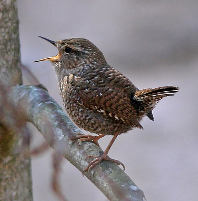 Winter Wren_small Winter Wren