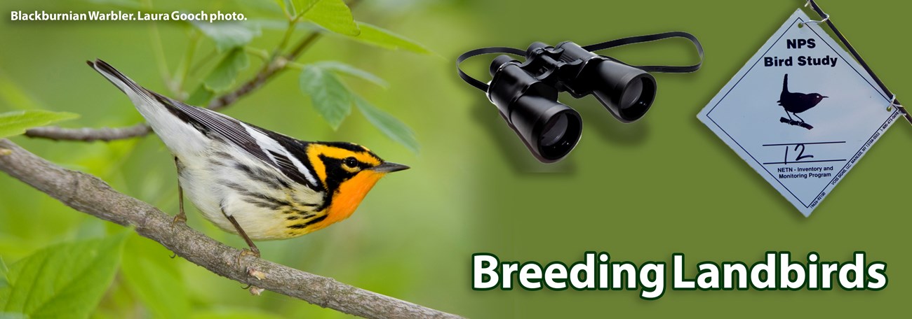 A Blackburnian Warbler perches on a branch on the left. A pair of binoculars and a bird monitoring sign hover over the banner on the right.