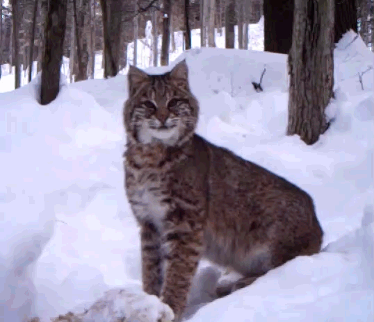 A bobcat looks back and forth while sitting in the snow.