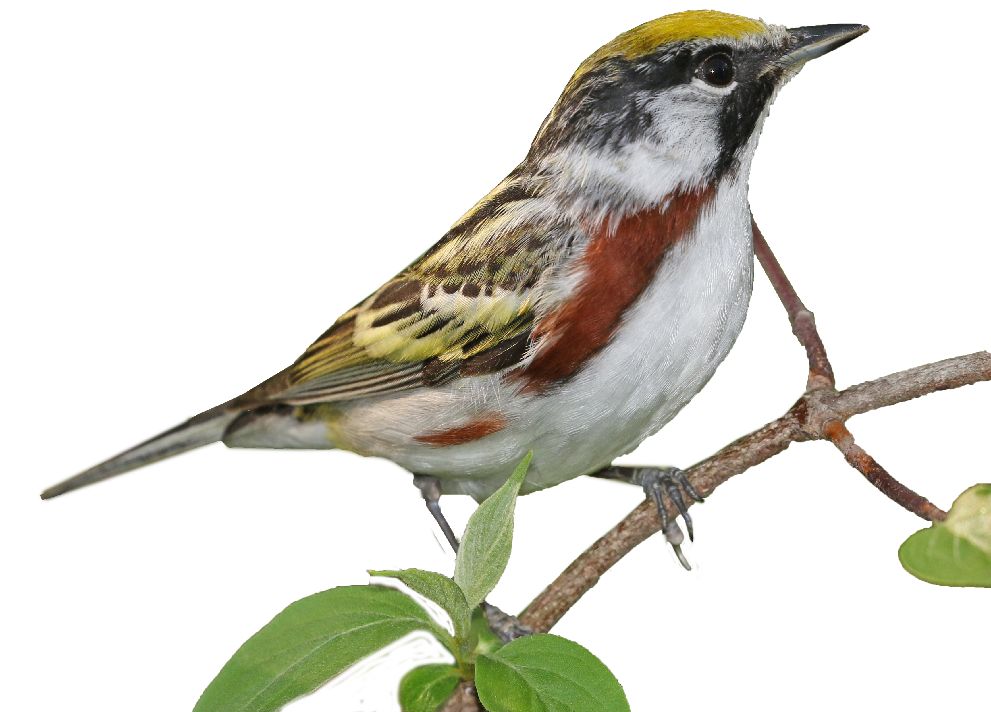 Chestnut-sided Warbler. Melanie Underwood