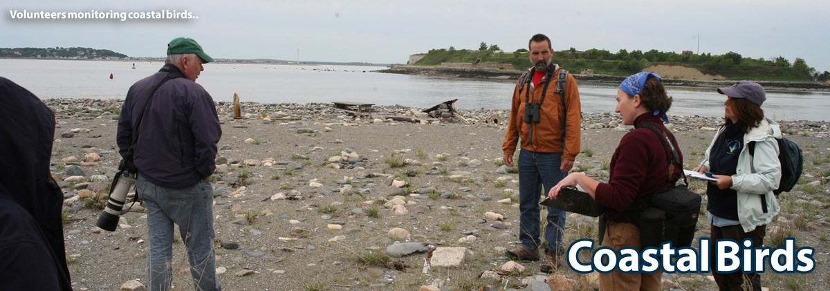 A group of volunteers walk along a stone-strewn beach in search of coastal bird nests. A group of volunteers walk along a stone-strewn beach in search of coastal bird nests.