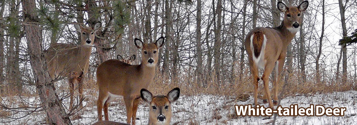 deer banner deer banner