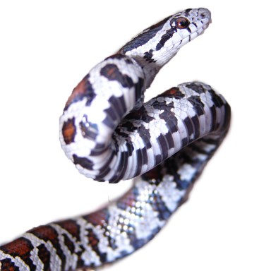 eastern_milk_snake_PD_Mike VanValen_small