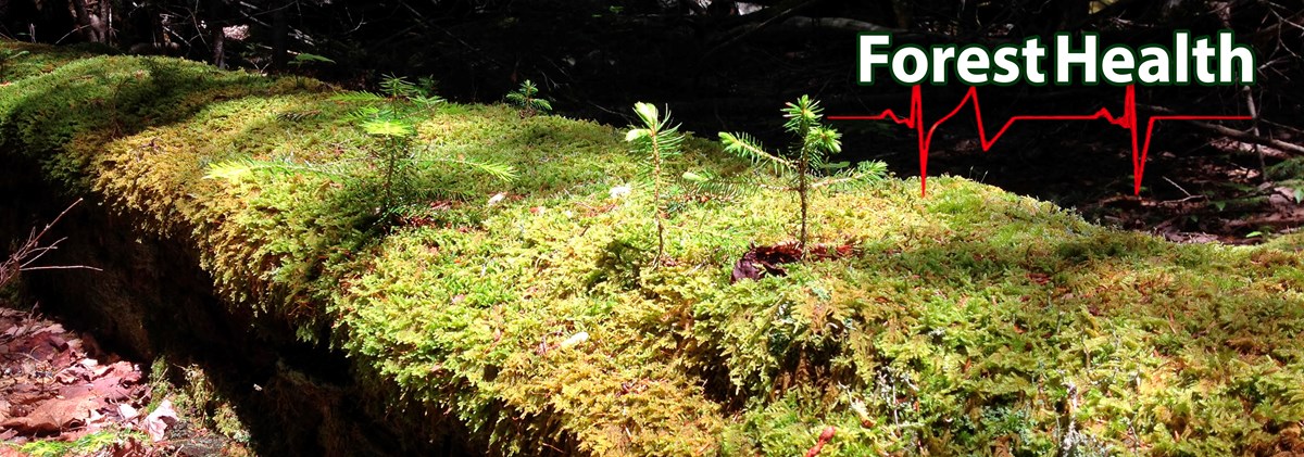 Several hemlock seedlings sprout from a moss-covered log on a sun-dappled forest floor. Several hemlock seedlings sprout from a moss-covered log on a sun-dappled forest floor.