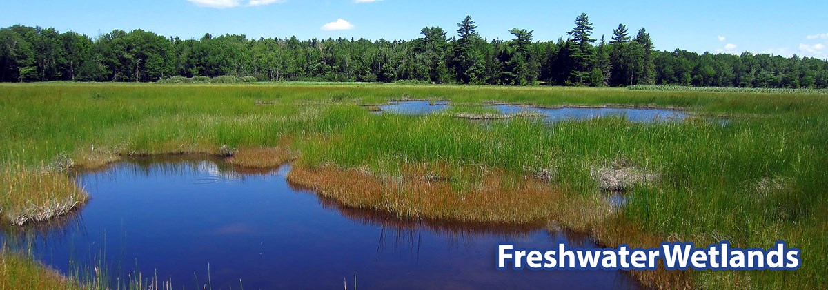 Freshwater Wetland2 Freshwater Wetland2
