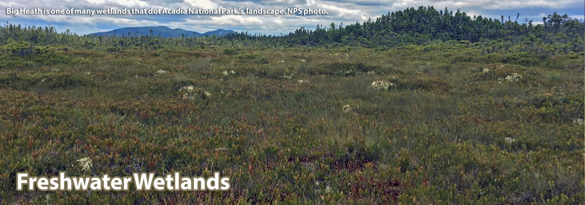 A view of Acadia's Big Heath, which contains many wetlands plants. A view of Acadia's Big Heath, which contains many wetlands plants.