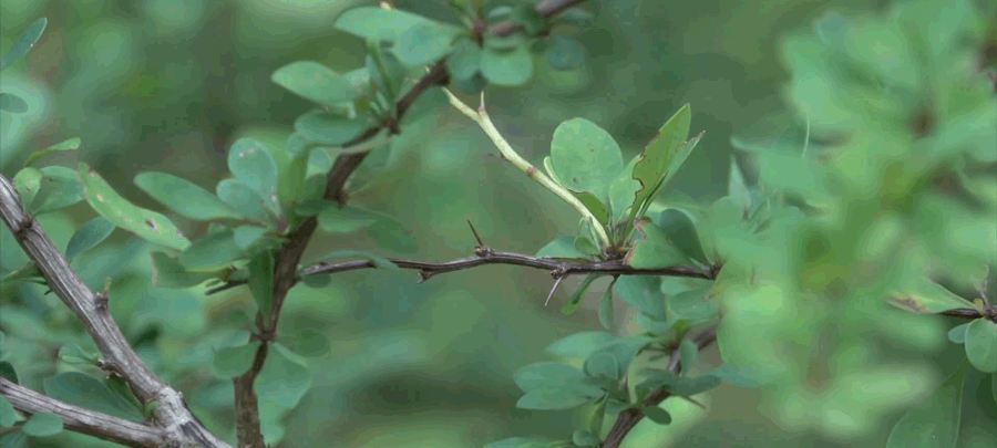 Close-up view of Japanese barberry thorns and leaves.