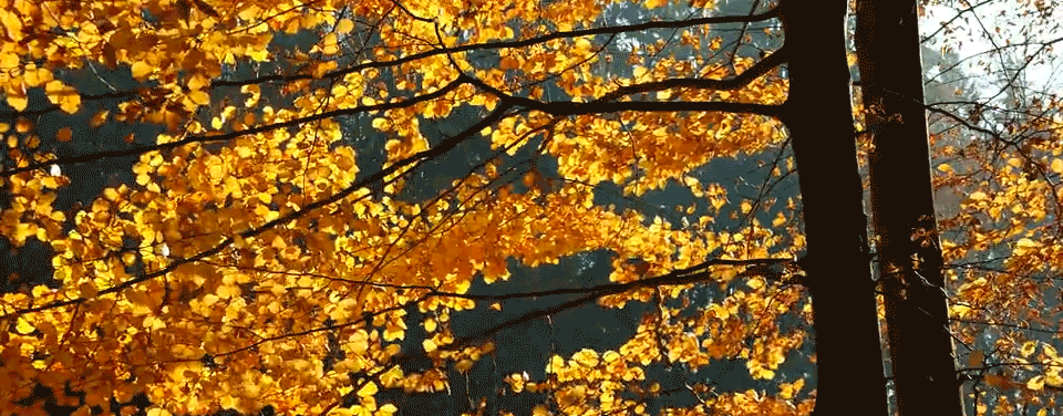 Orange fall foliage sways in the breeze.