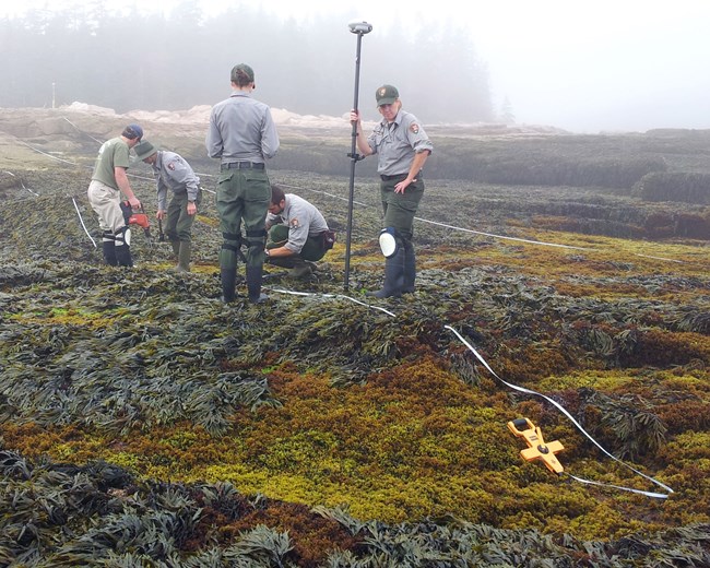 Rocky intertidal monitoring set-up in Acadia NP.