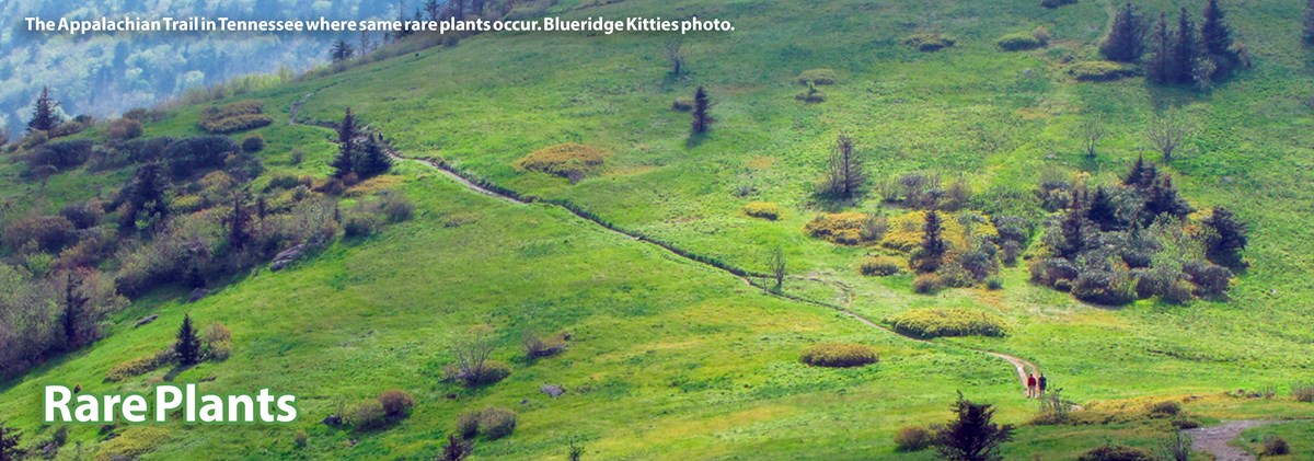 Aerial view of a footpath through rolling green hills in Tennessee. Aerial view of a footpath through rolling green hills in Tennessee.