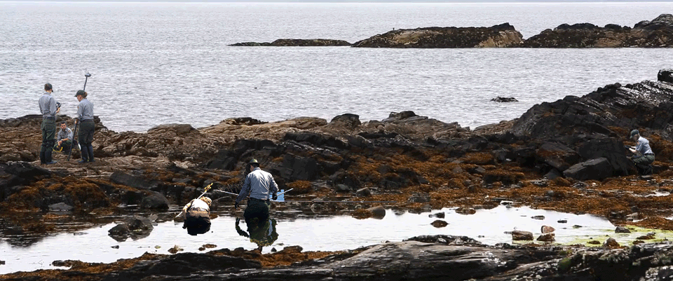 NPS techs monitoring in the rocky intertidal zone.
